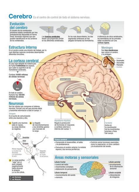 como funciona el cerebro-4